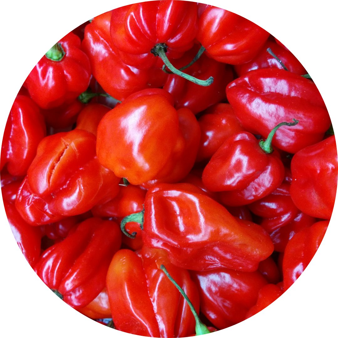 Scotch Bonnet