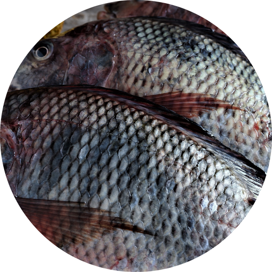 Tilapia