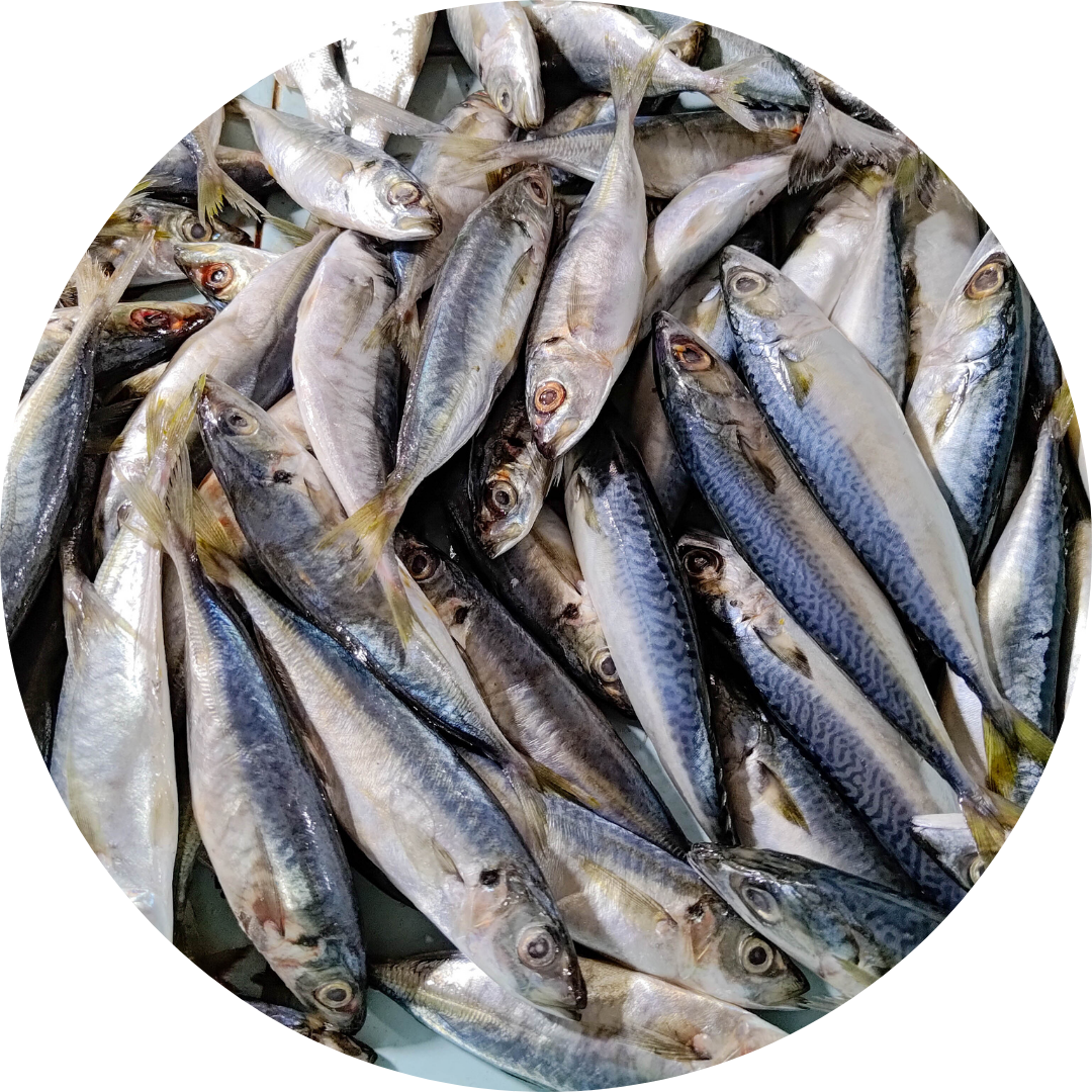 Mackerel